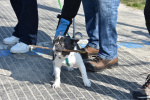 DSC_2699 (Klein).JPG