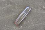 DSC_4405 (Klein).JPG