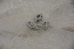 DSC_4412 (Klein).JPG